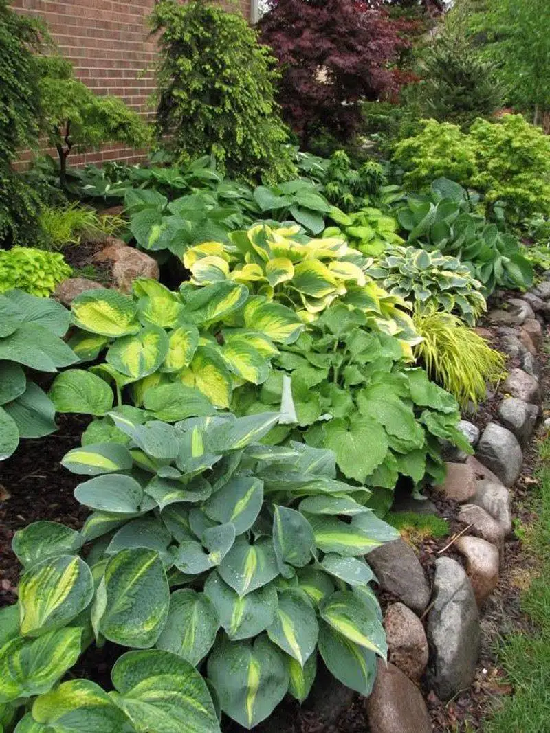 Hostas (Repel)