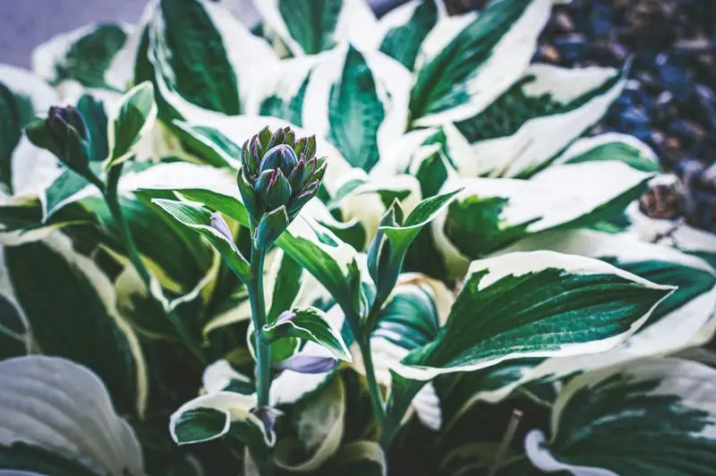 Hostas