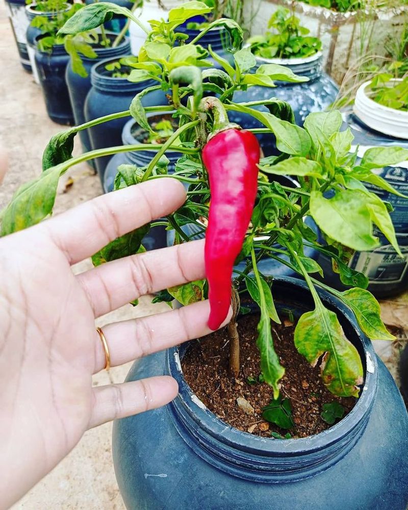 Hot Peppers