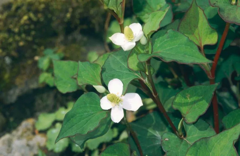 Houttuynia