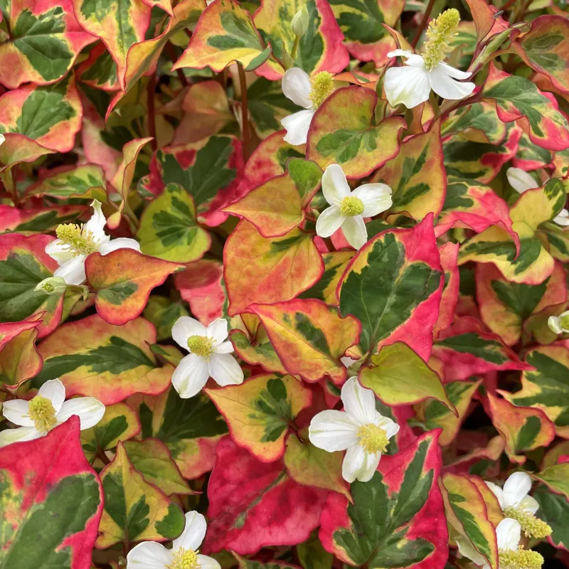 Houttuynia Cordata (Chameleon Plant)