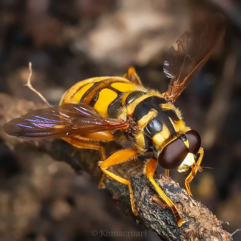 Hoverfly