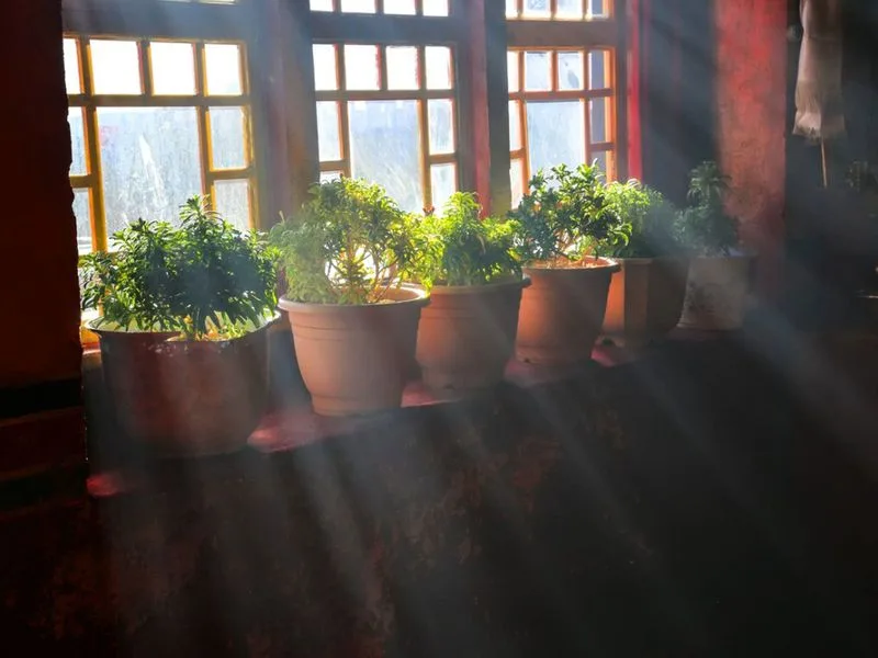 How Light Affects Pricing