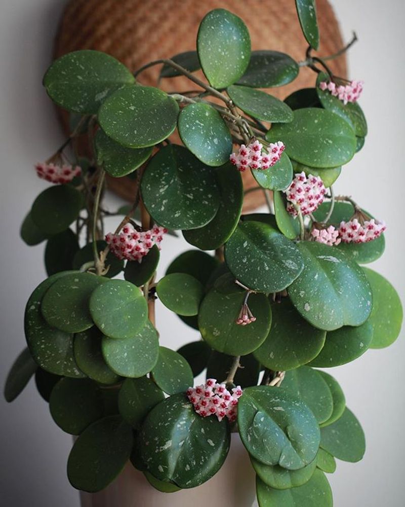 Hoya