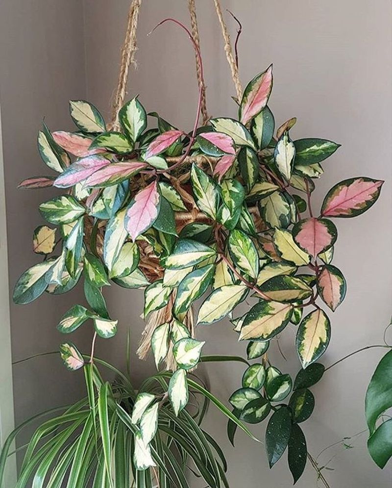 Hoya