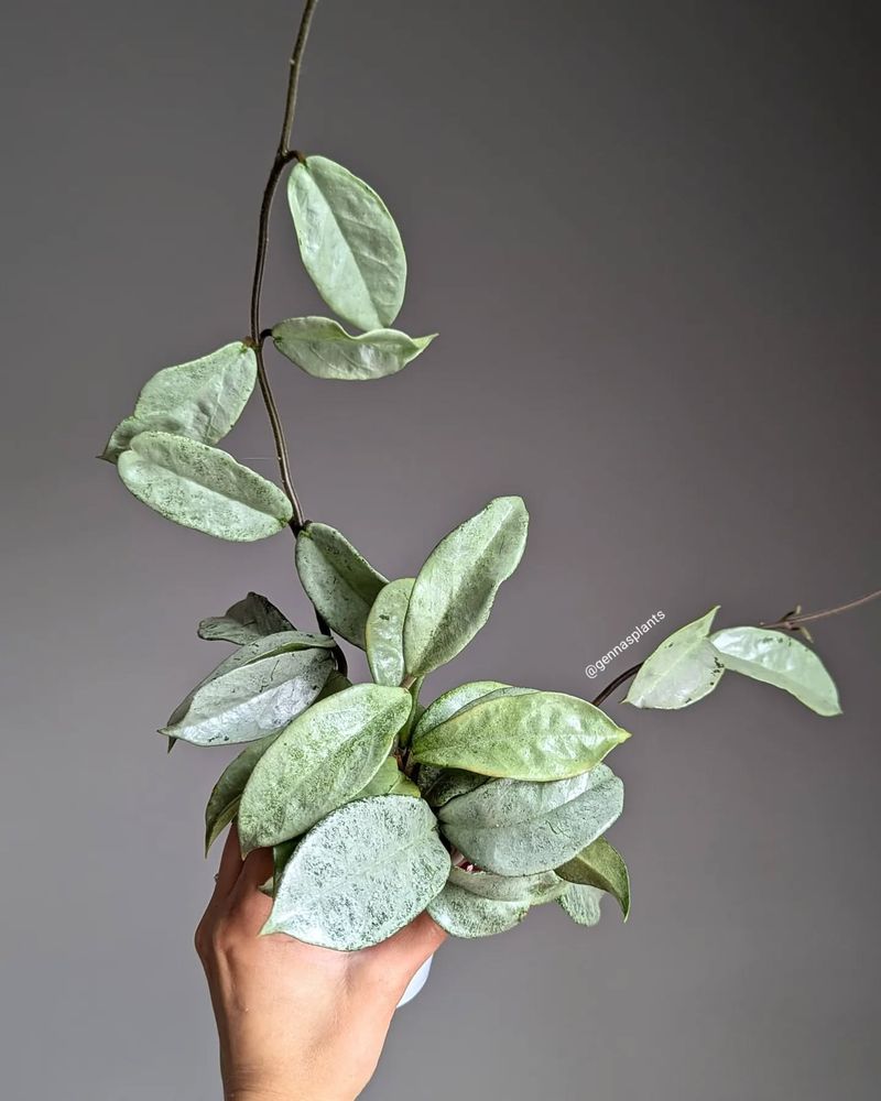 Hoya Carnosa