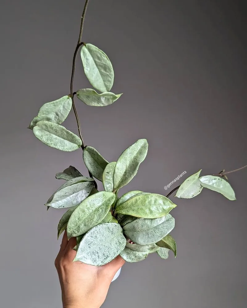 Hoya Carnosa