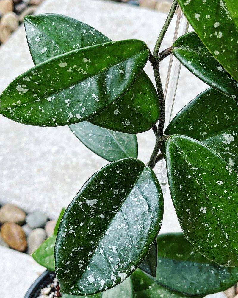Hoya