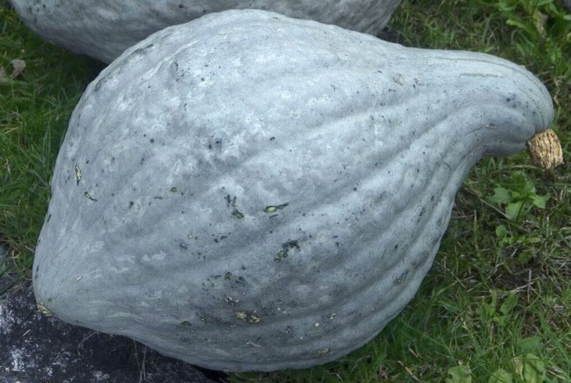 Hubbard Squash