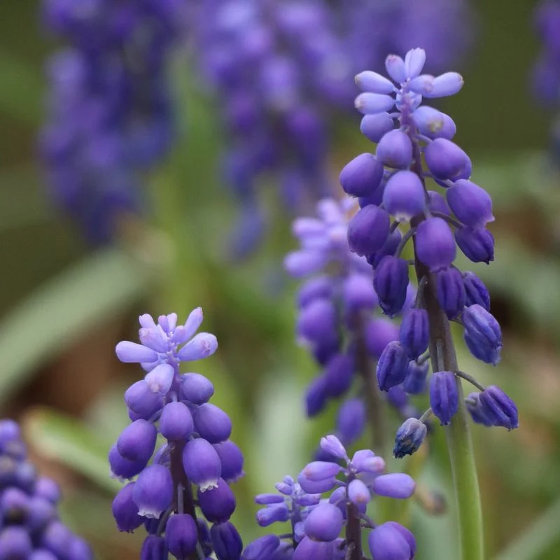 Hyacinth
