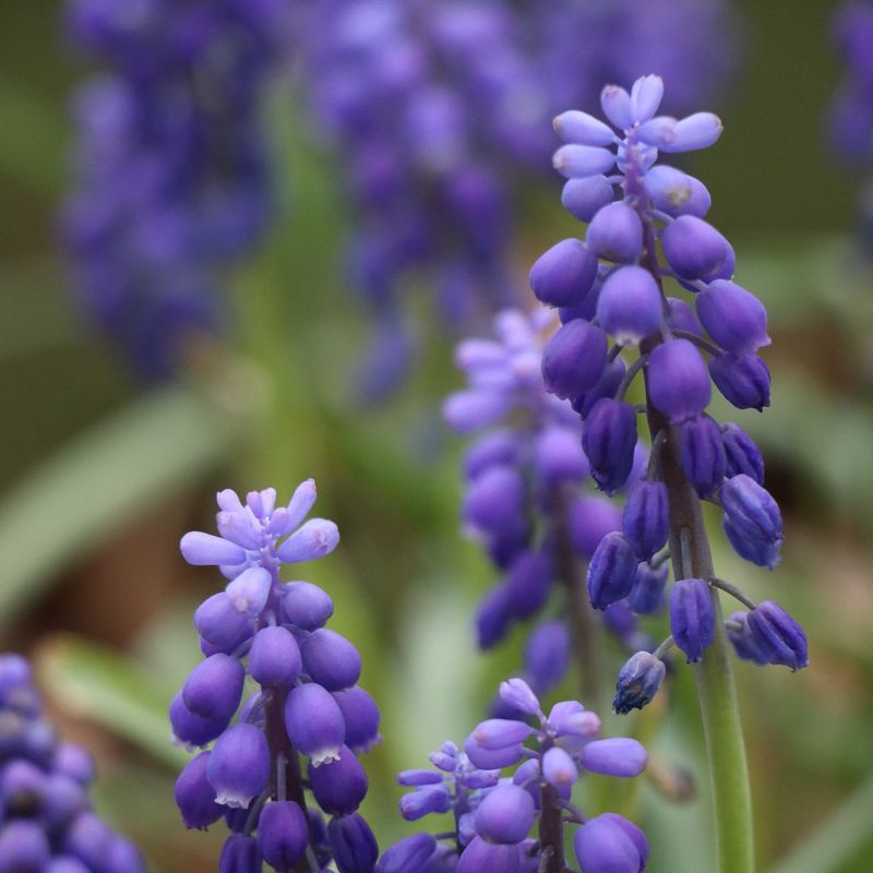 Hyacinth