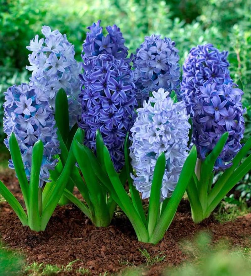 Hyacinth