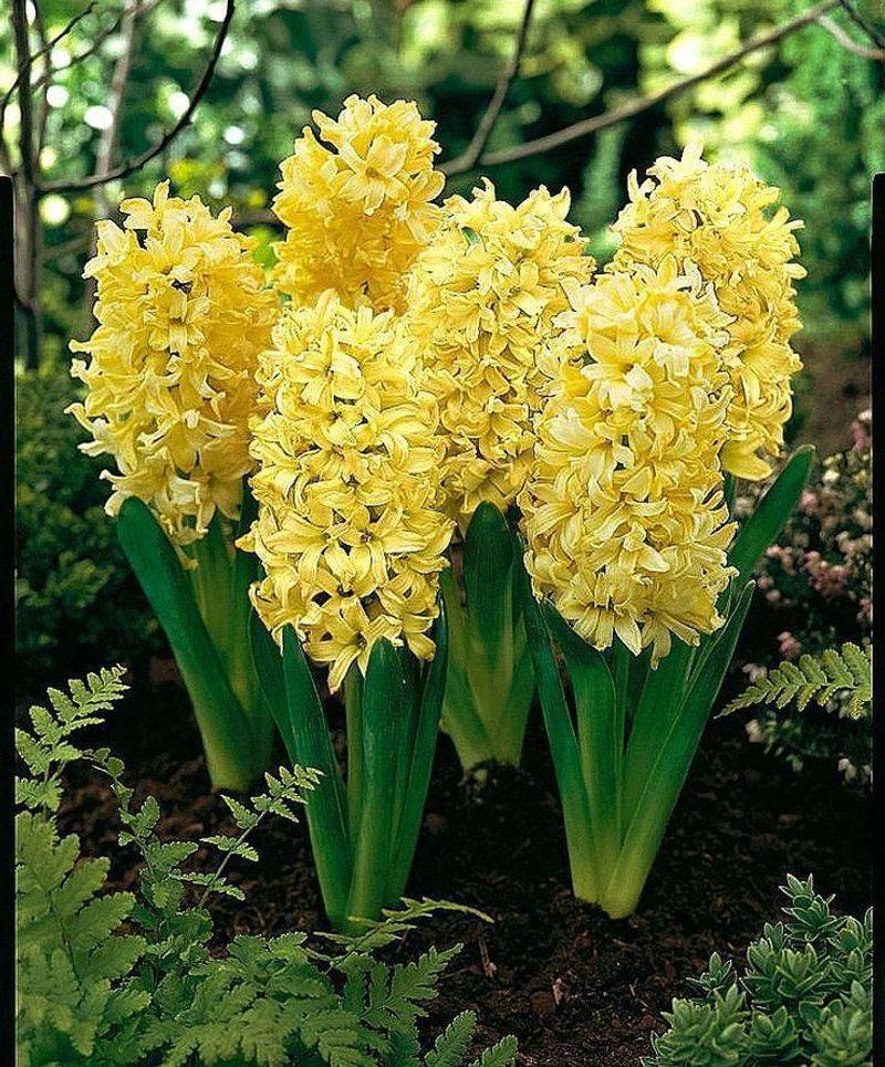 Hyacinth