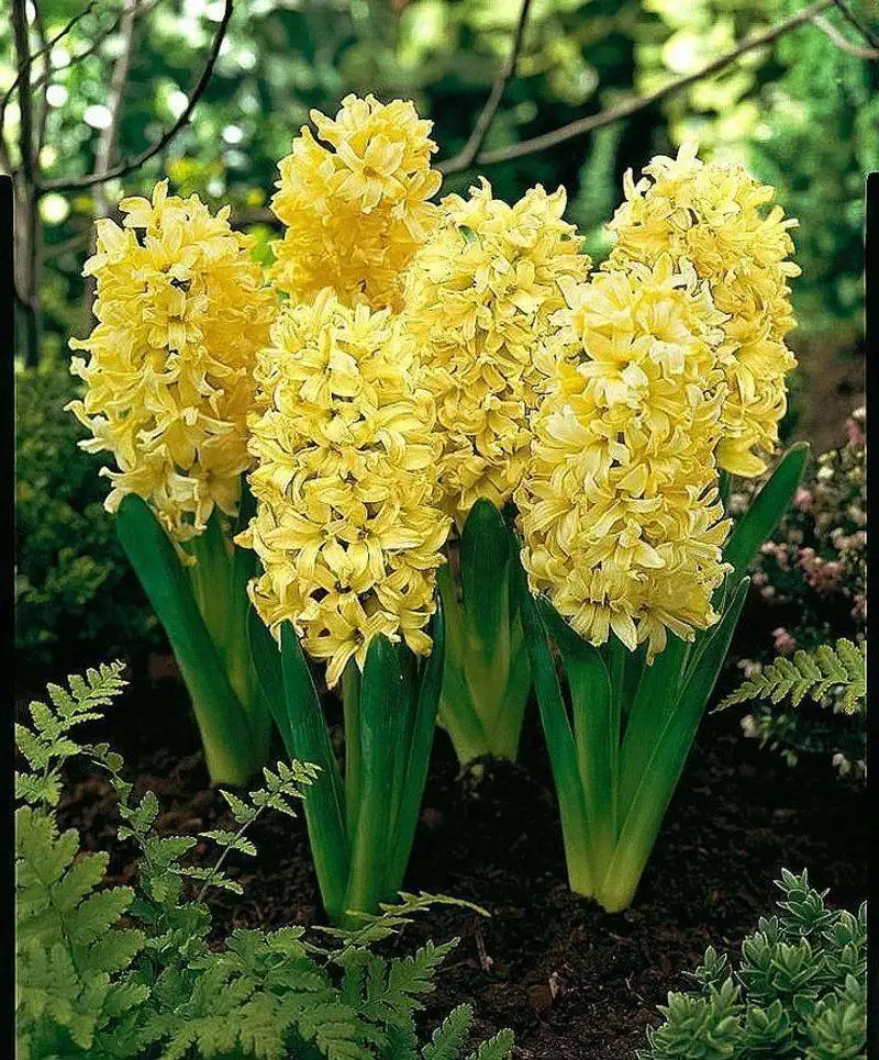 Hyacinth
