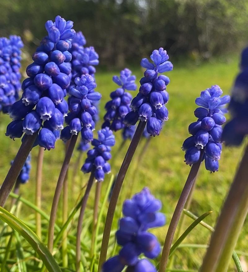 Hyacinth