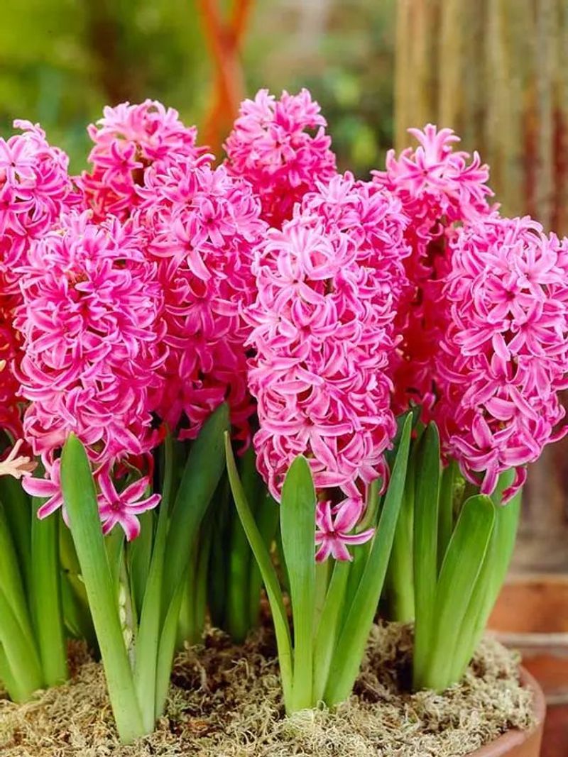 Hyacinth