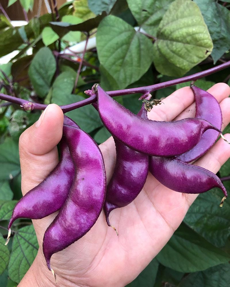 Hyacinth Bean
