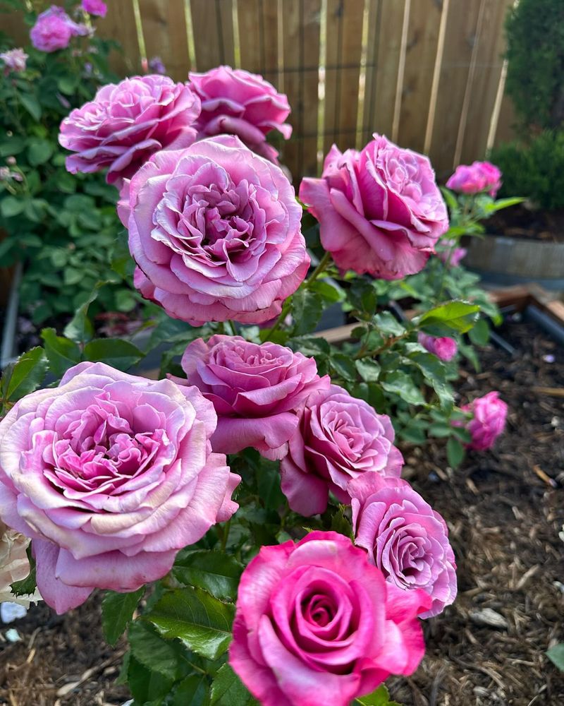 Hybrid Tea Roses