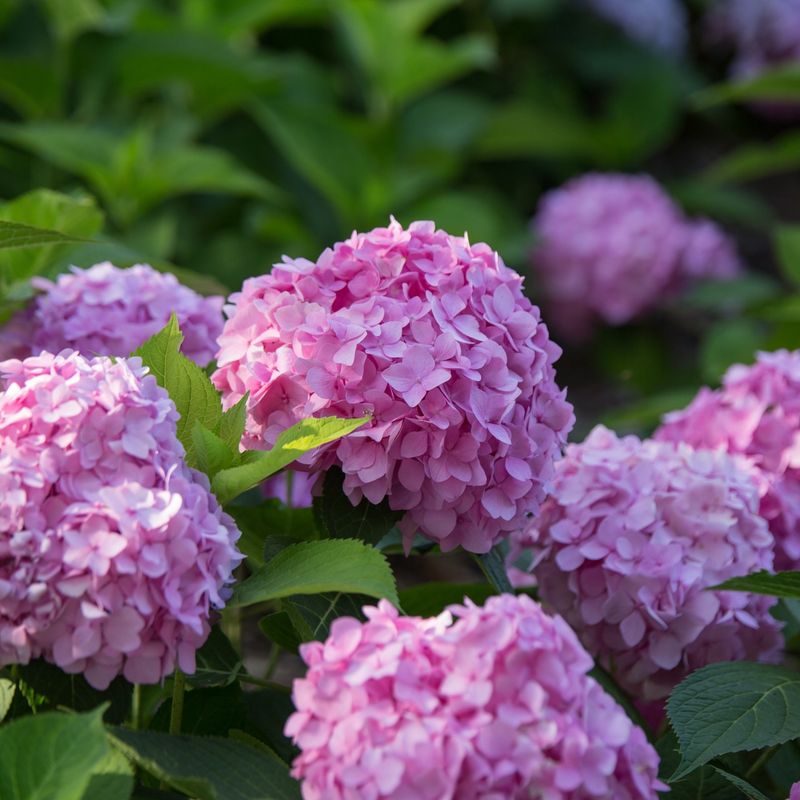 Hydrangea
