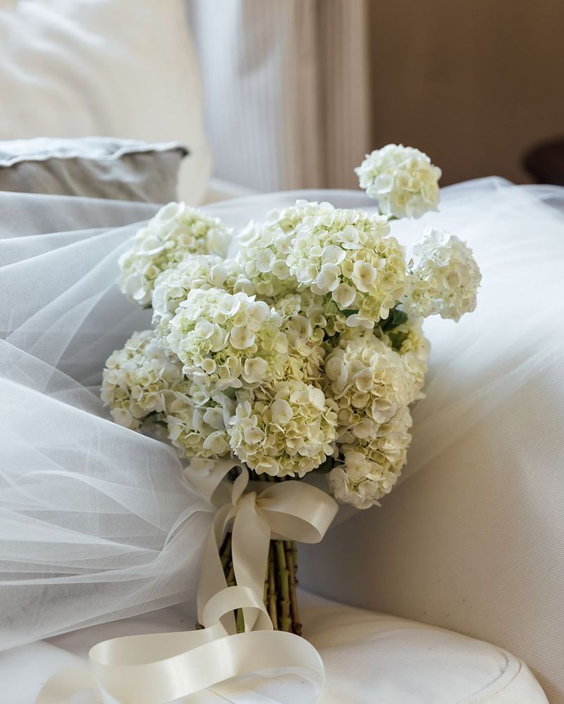Hydrangea