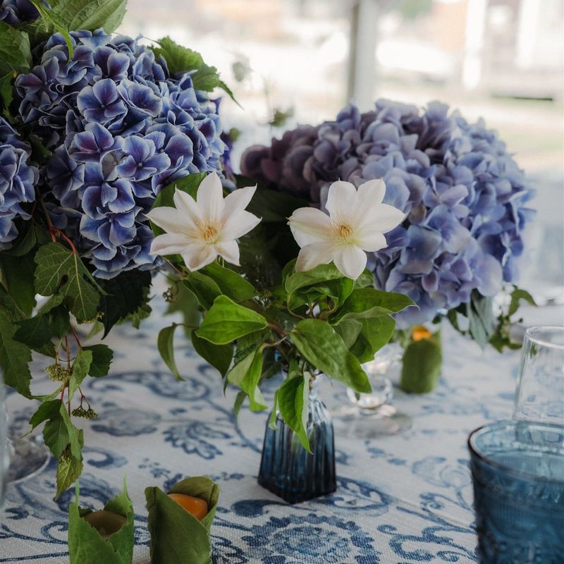 Hydrangea