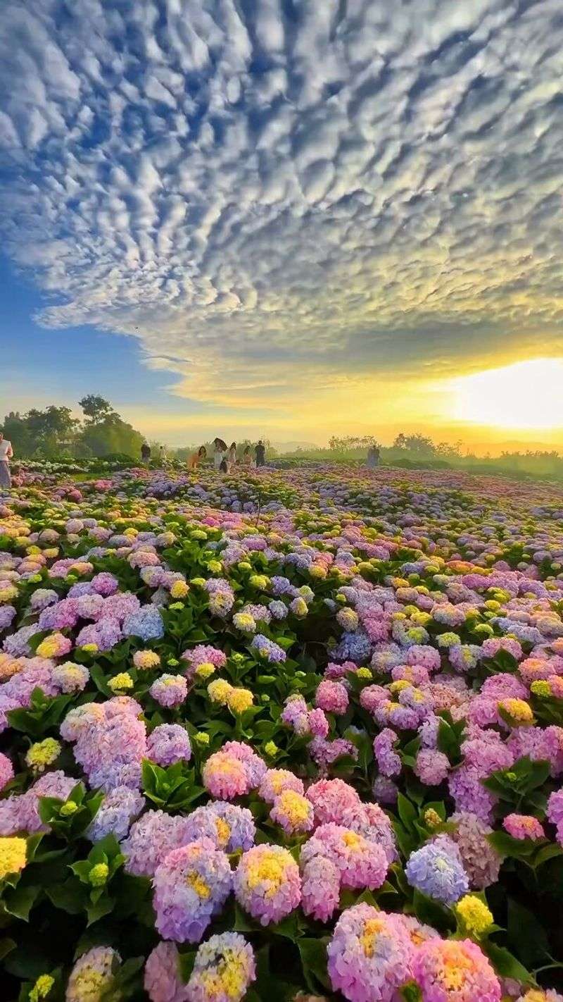 Hydrangea