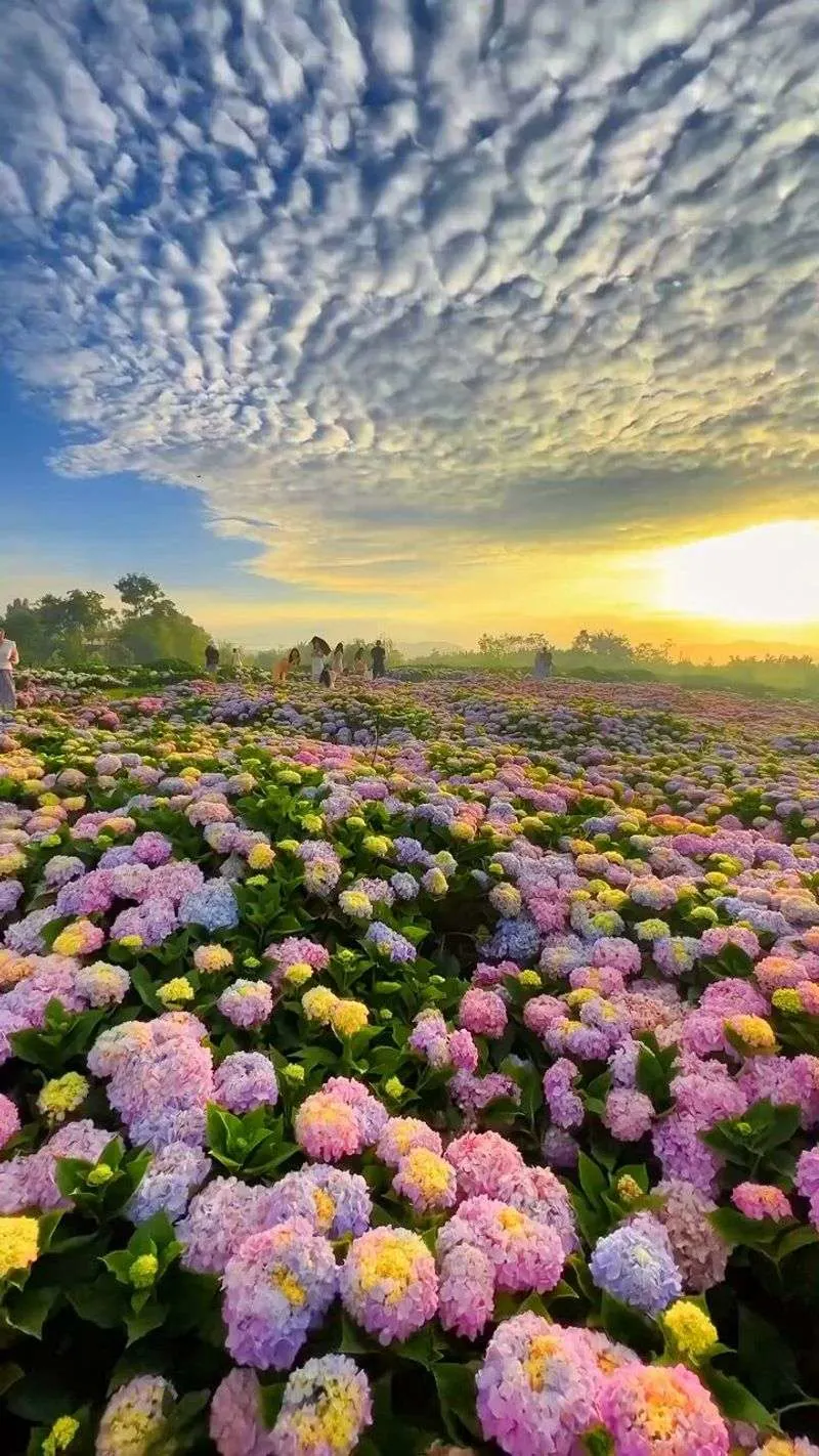 Hydrangea