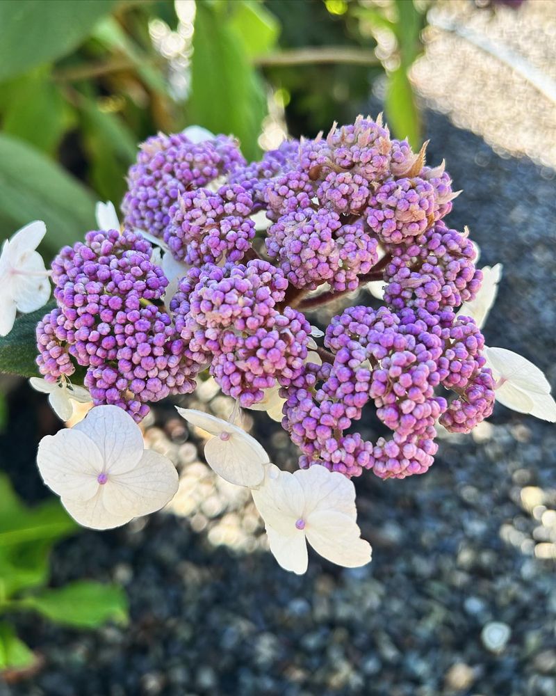 Hydrangea Bloom