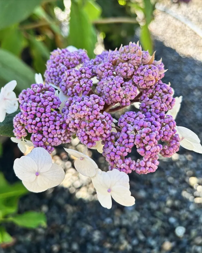 Hydrangea Bloom