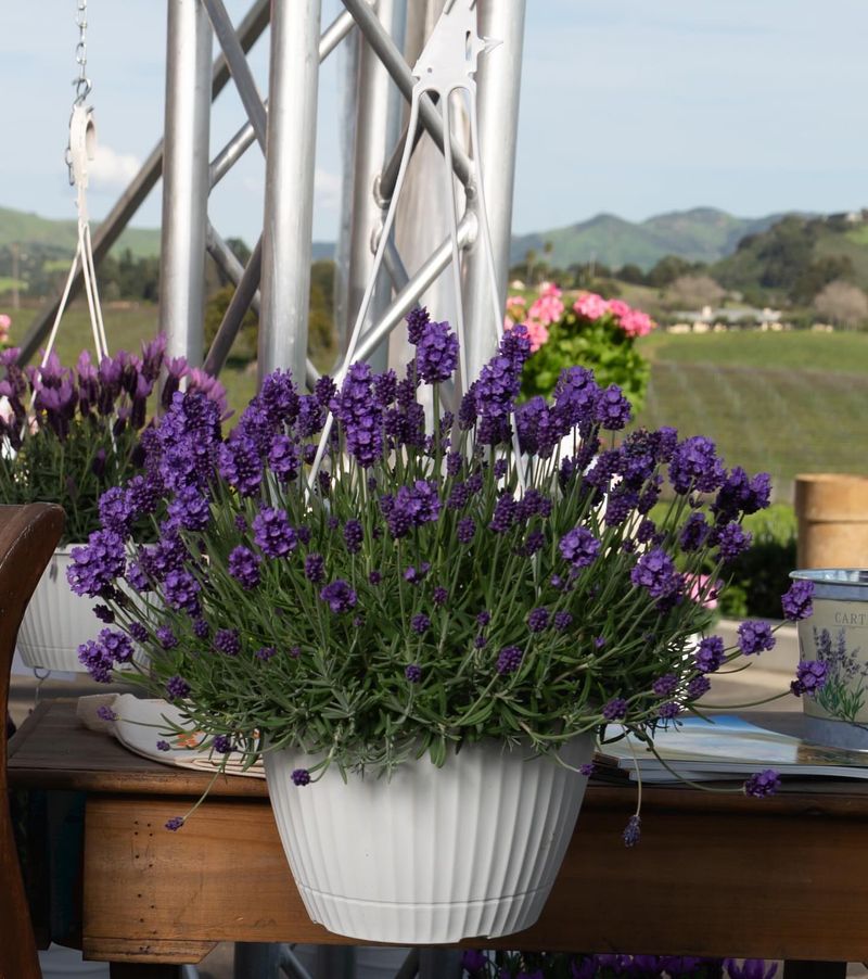 Lavender (in humid climates)
