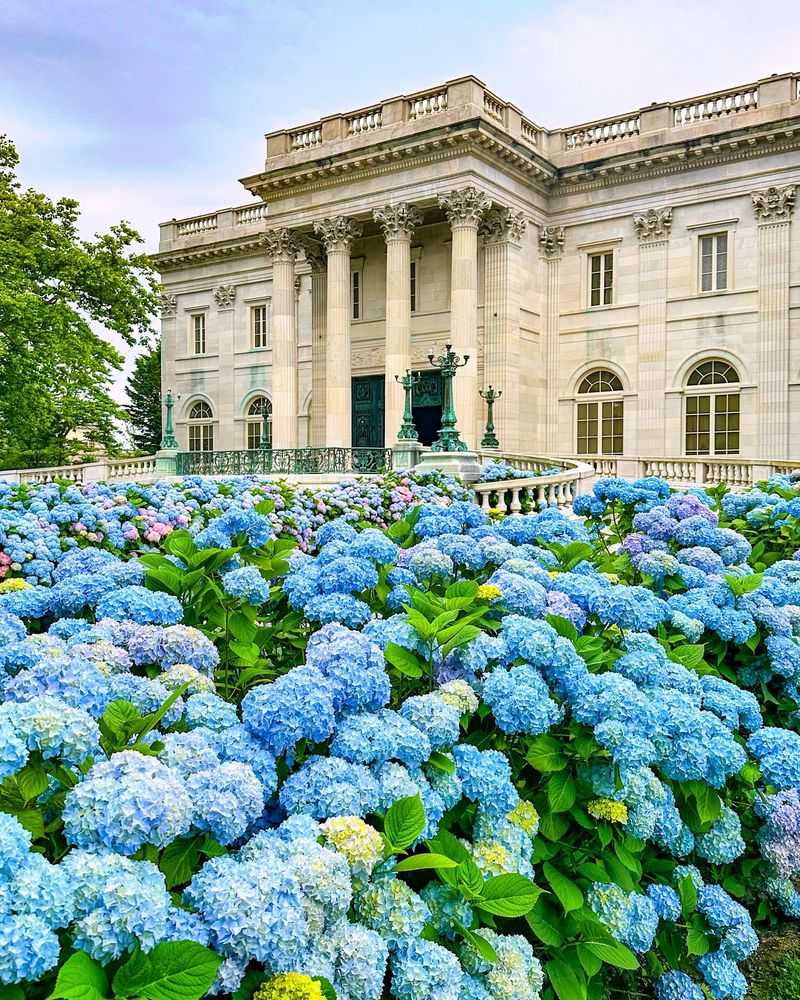 Hydrangeas