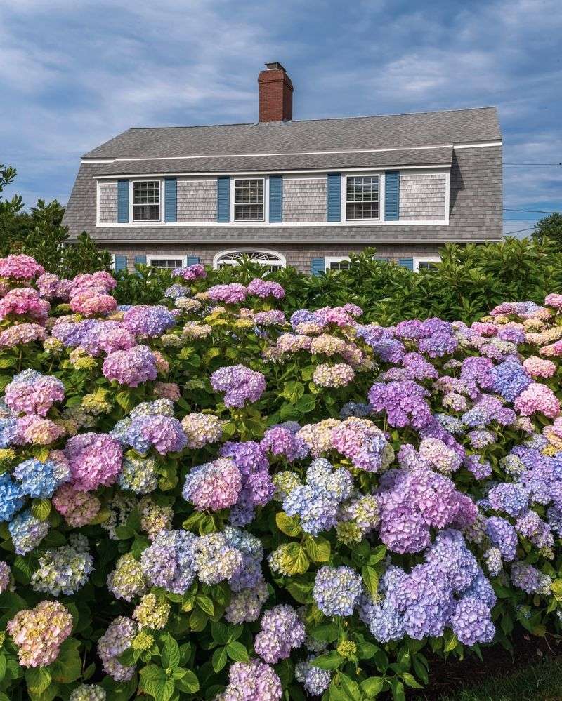 Hydrangeas