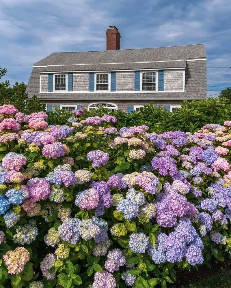 Hydrangeas