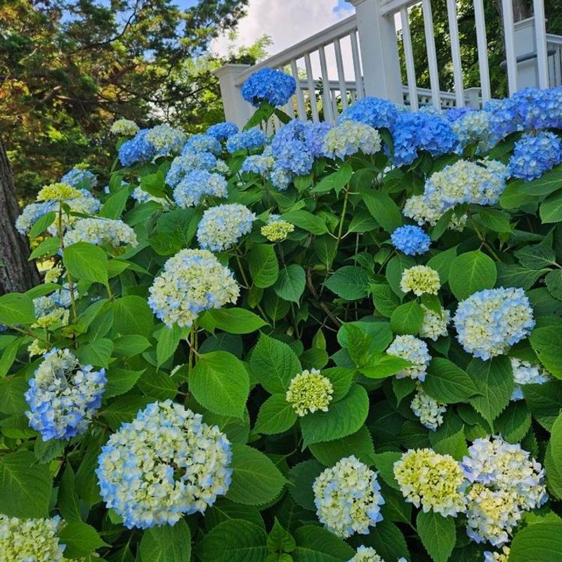 Hydrangeas