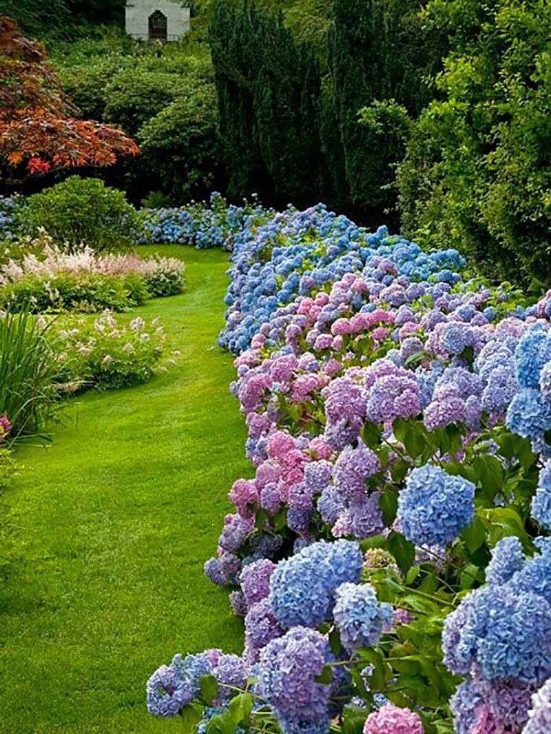 Hydrangeas