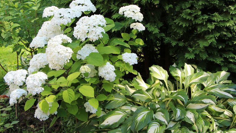 Hydrangeas and Hostas