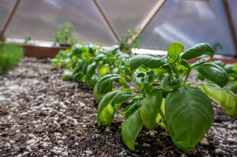 Hydrophobic Soil Solution