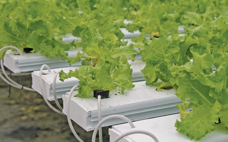 Hydroponic Systems
