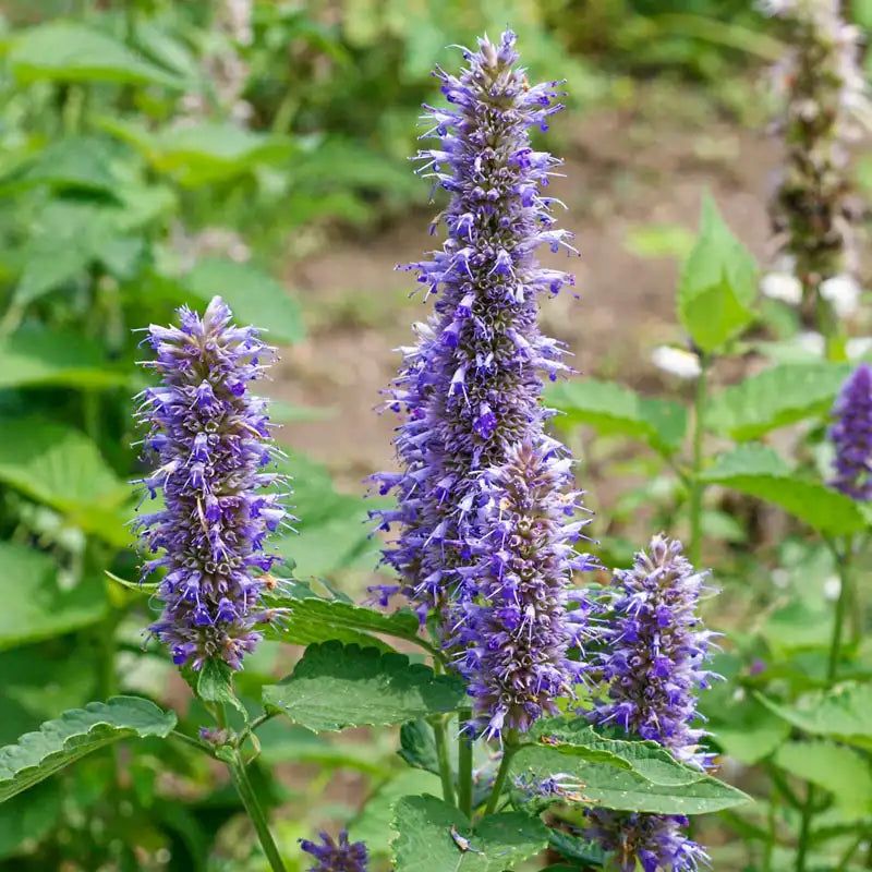 Hyssop