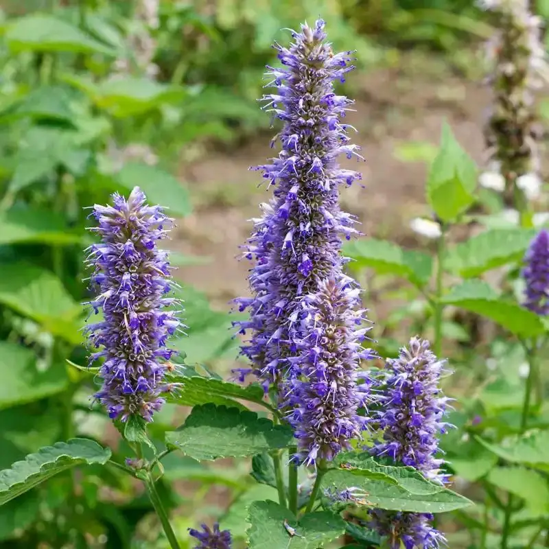 Hyssop