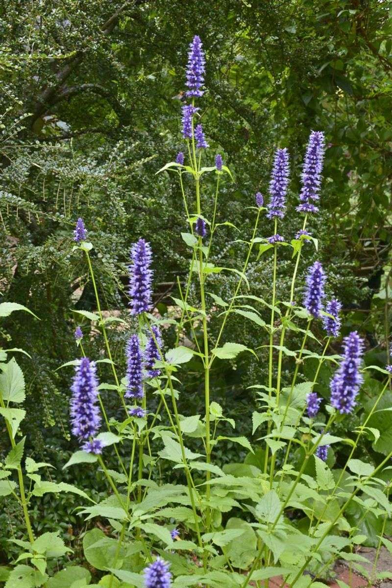 Hyssop