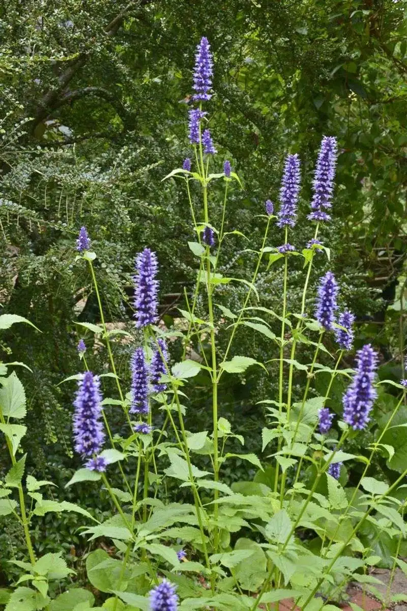 Hyssop