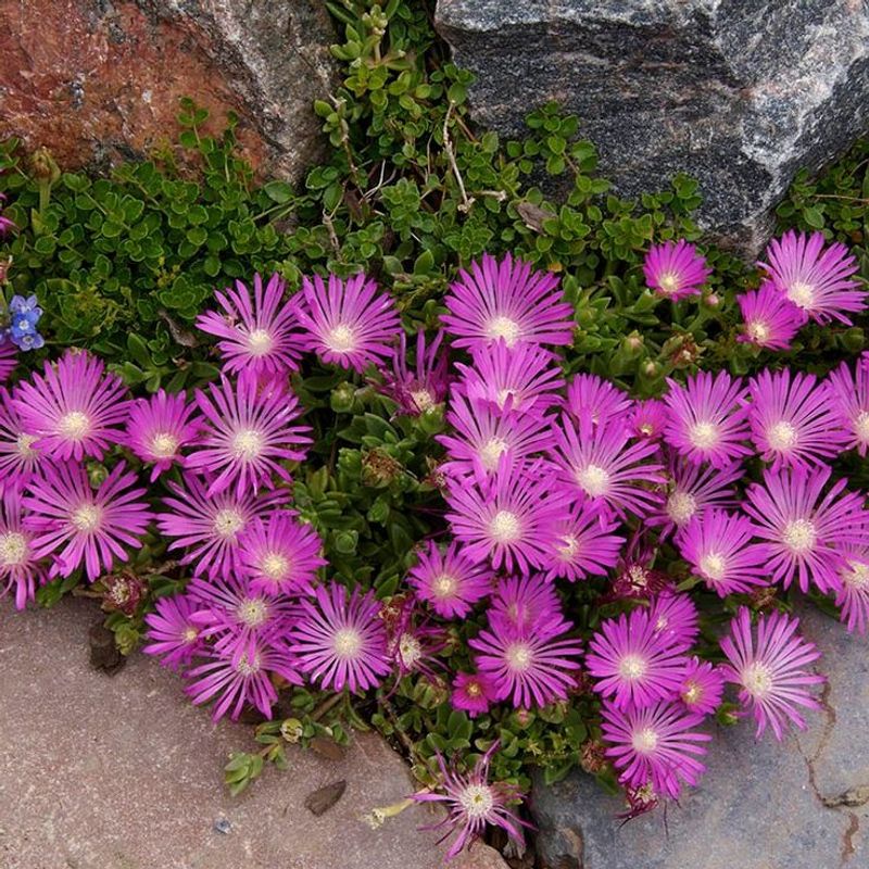 Ice Plant (Delosperma cooperi)