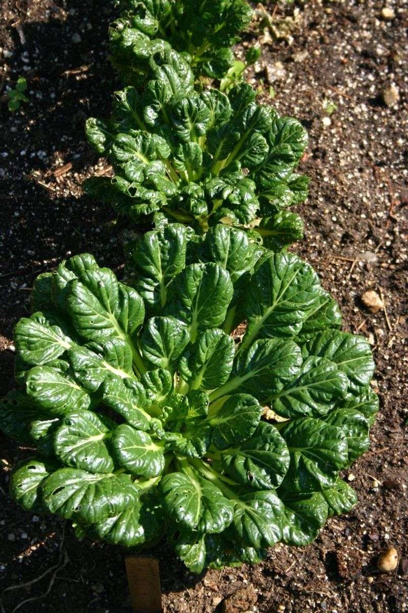 Tatsoi