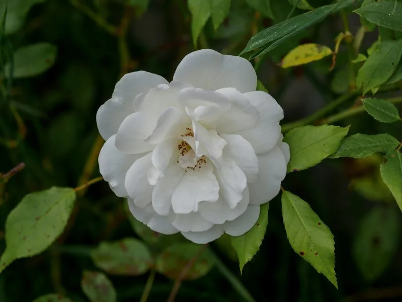 Iceberg Rose