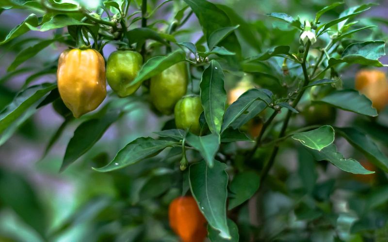 Ignoring Nutrient Deficiencies