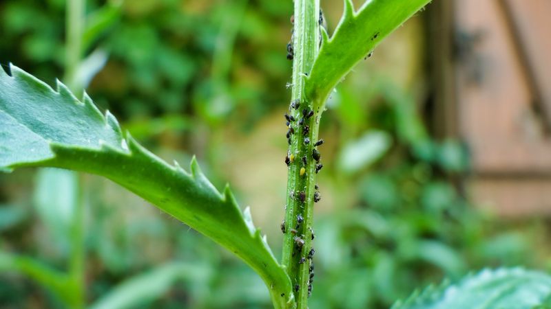 Ignoring Pests