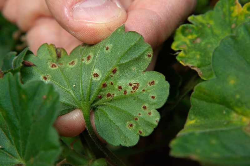 Ignoring Plant Diseases