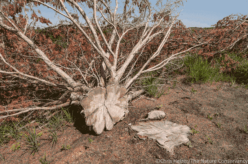Ignoring Plant Diversity Needs