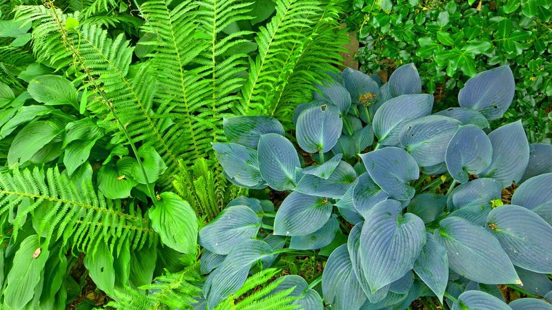 Ignoring Plant Growth Patterns
